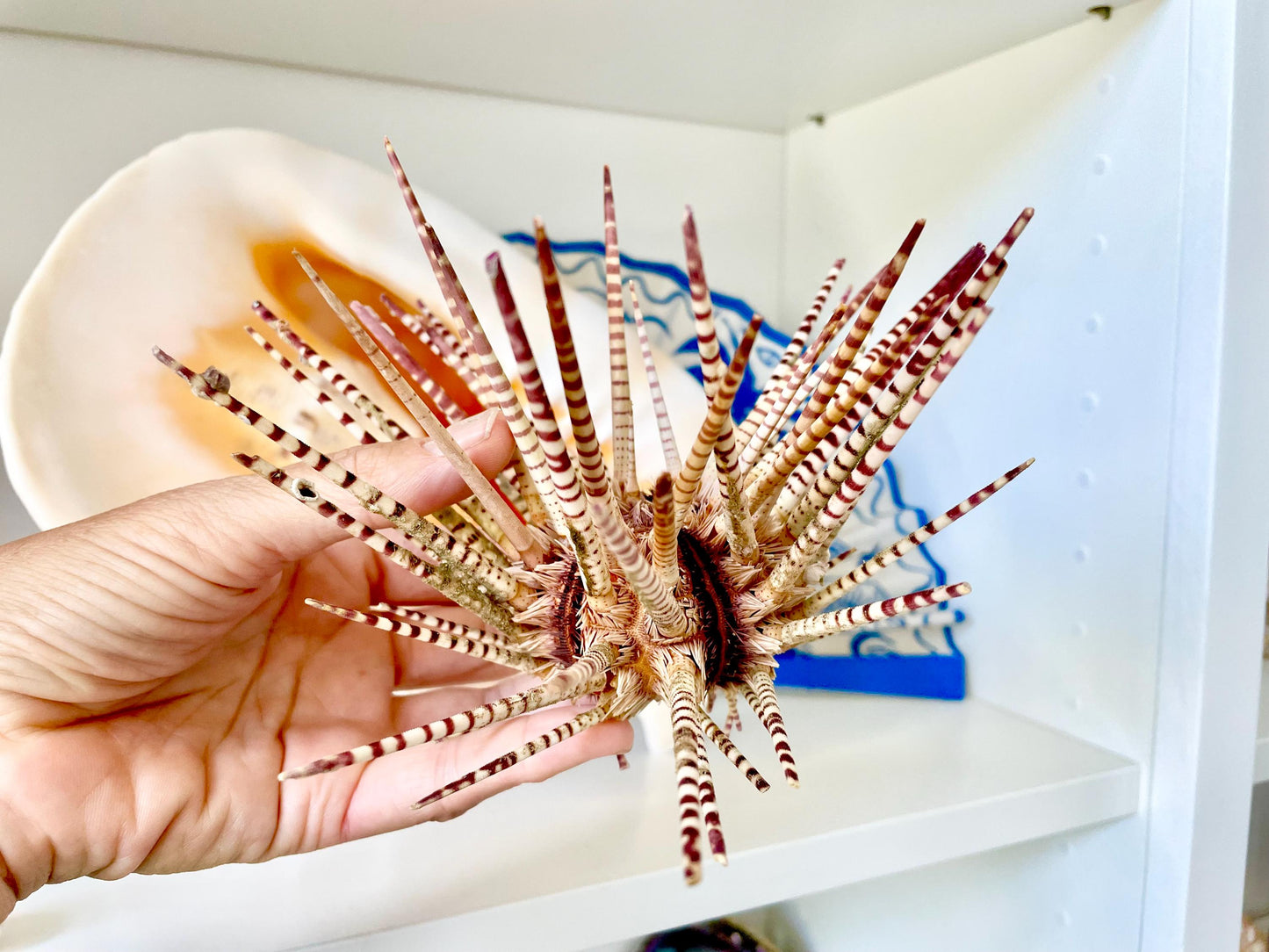 100% Natural Rare Zebra Sea Urchin w/Spines 6-7" Ocean Oddities Taxidermy