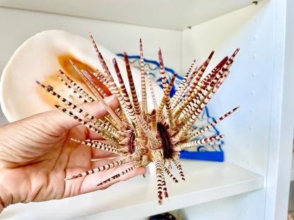 100% Natural Rare Zebra Sea Urchin w/Spines 6-7" Ocean Oddities Taxidermy