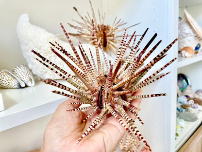 100% Natural Rare Zebra Sea Urchin w/Spines 6-7" Ocean Oddities Taxidermy