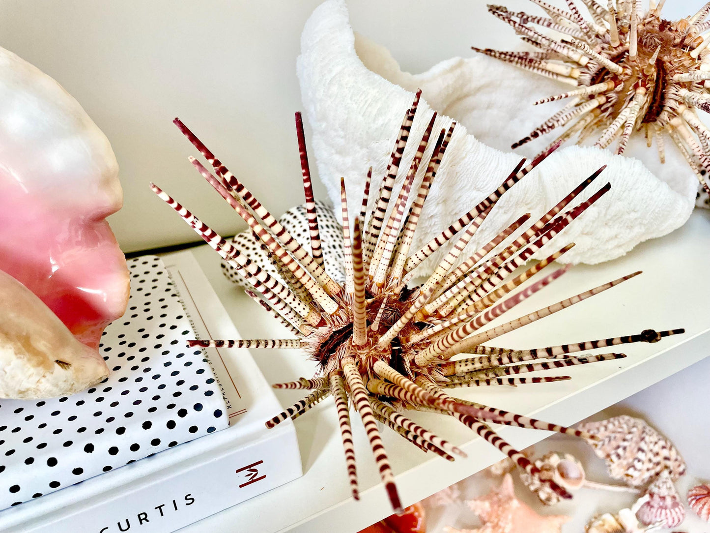 100% Natural Rare Zebra Sea Urchin w/Spines 6-7" Ocean Oddities Taxidermy