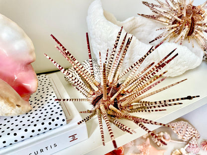 100% Natural Rare Zebra Sea Urchin w/Spines 6-7" Ocean Oddities Taxidermy