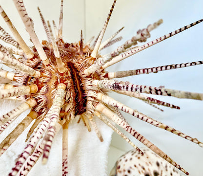 100% Natural Rare Zebra Sea Urchin w/Spines 6-7" Ocean Oddities Taxidermy