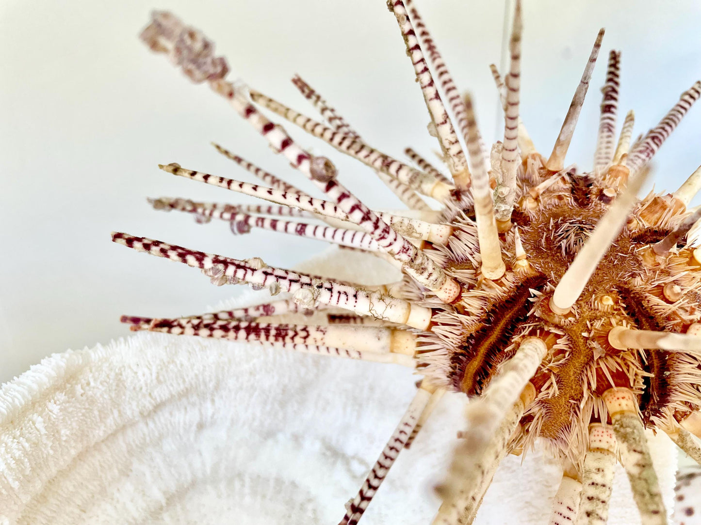 100% Natural Rare Zebra Sea Urchin w/Spines 6-7" Ocean Oddities Taxidermy