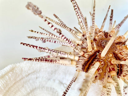 100% Natural Rare Zebra Sea Urchin w/Spines 6-7" Ocean Oddities Taxidermy