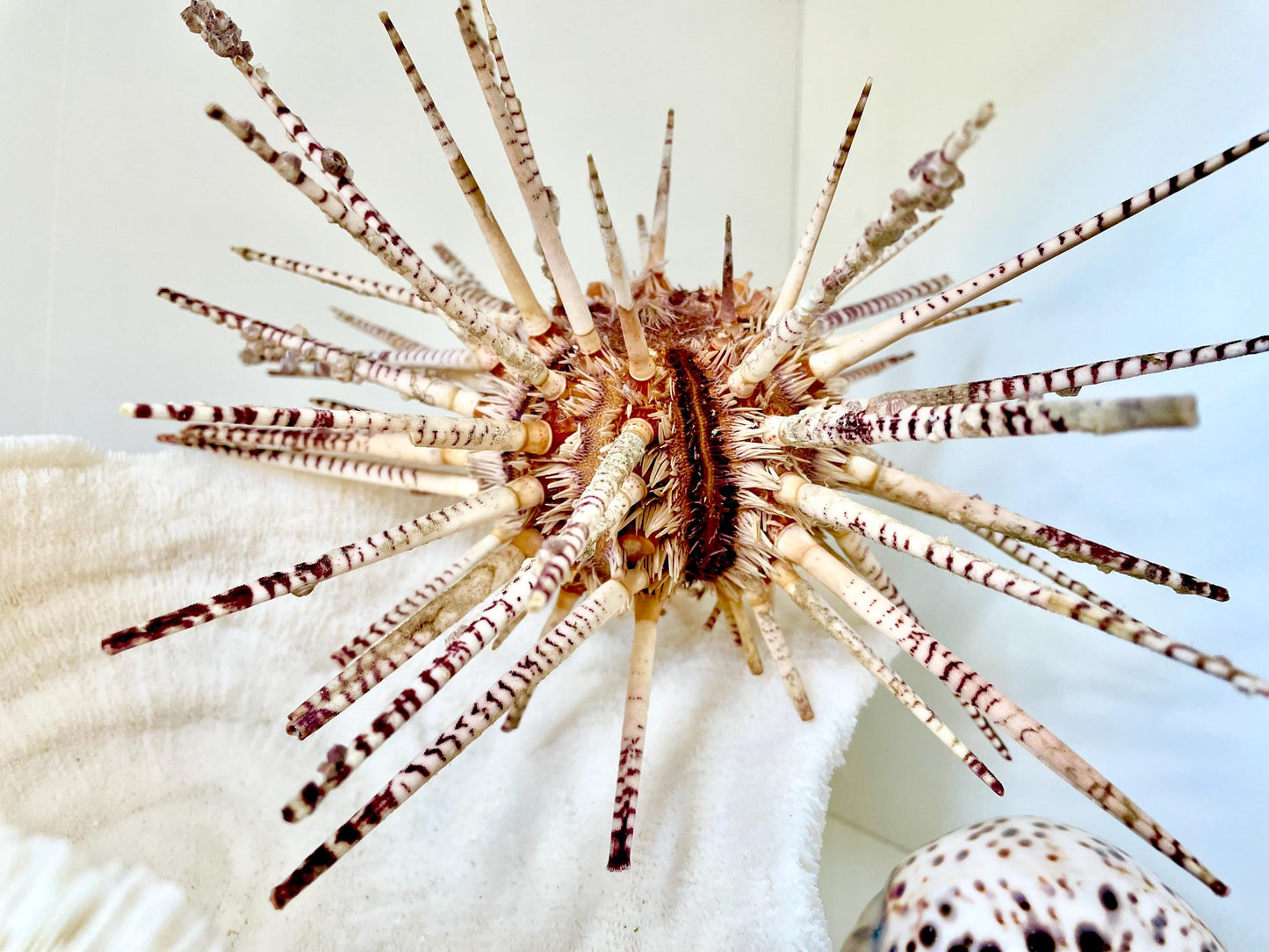 100% Natural Rare Zebra Sea Urchin w/Spines 6-7" Ocean Oddities Taxidermy