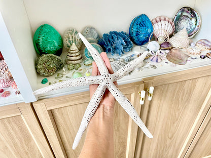 Extra Large 14-16" White Linkia Pencil Finger Starfish Natural Coastal Décor