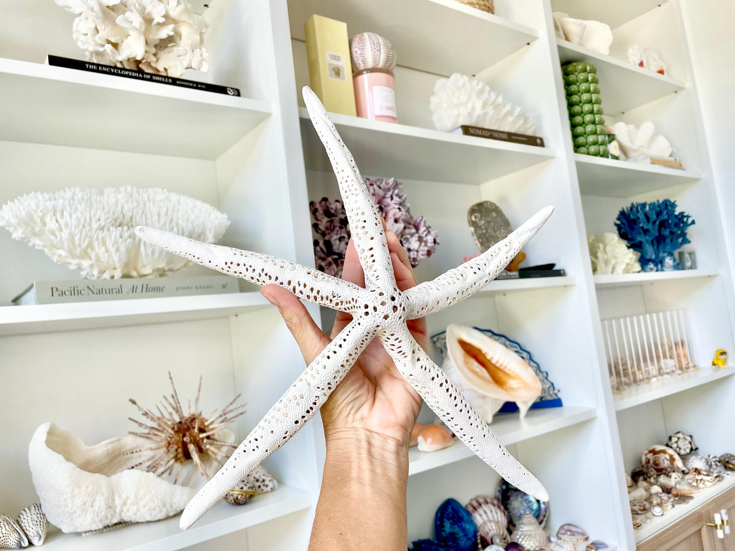 Extra Large 14-16" White Linkia Pencil Finger Starfish Natural Coastal Décor