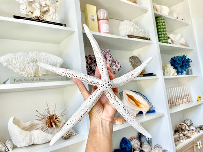 Extra Large 14-16" White Linkia Pencil Finger Starfish Natural Coastal Décor