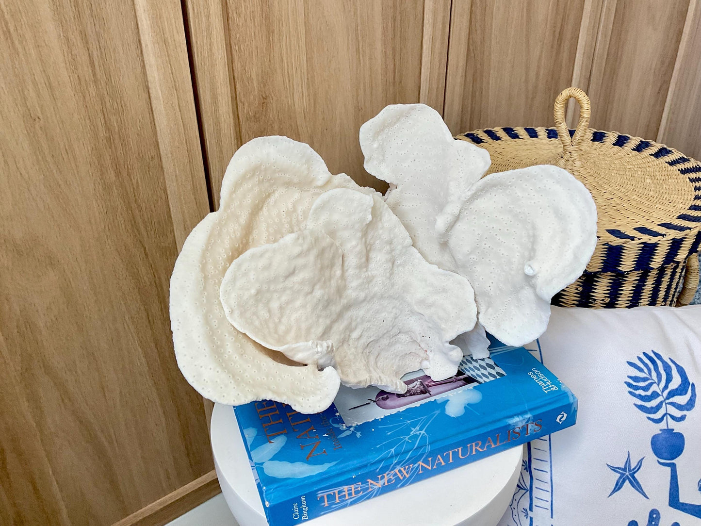Natural Cup Coral Fossil: 12" x 8" x 8" Coastal Beach House White Décor