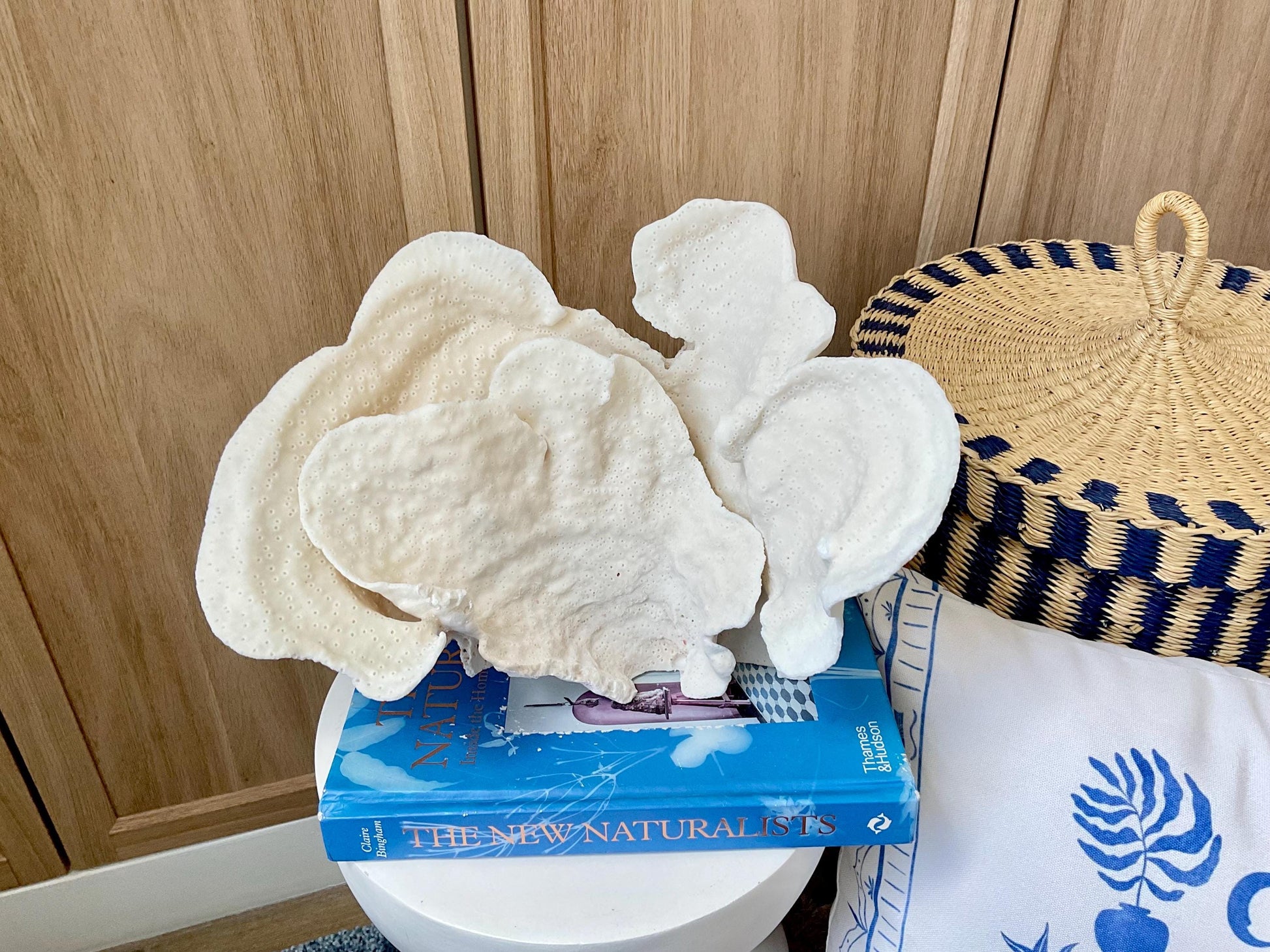 Natural Cup Coral Fossil: 12" x 8" x 8" Coastal Beach House White Décor