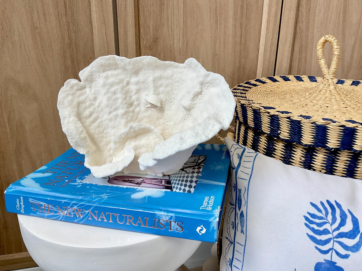 Natural Cup Coral Fossil: 9.5" x 6" x 5" Coastal Beach House White Décor