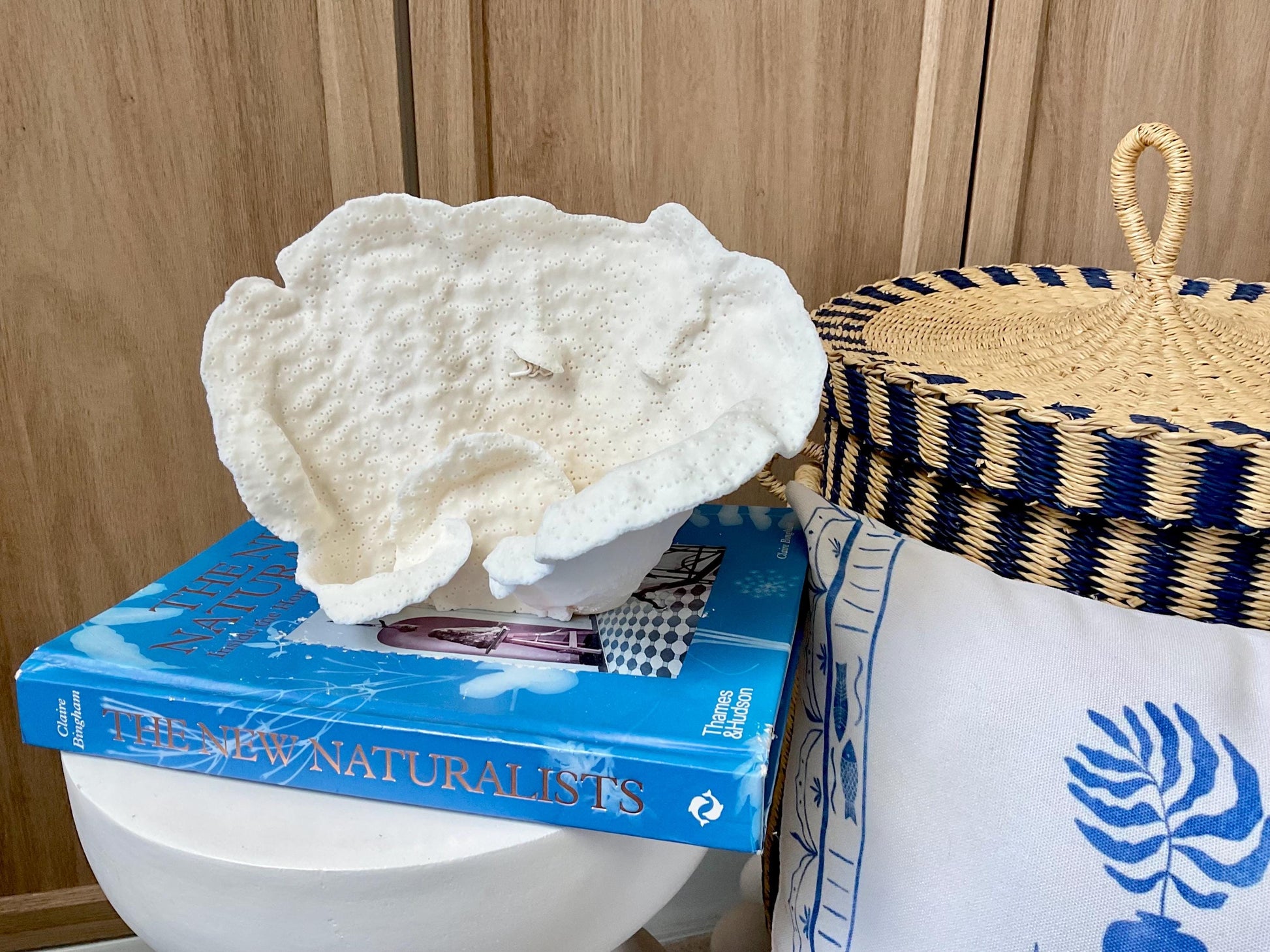 Natural Cup Coral Fossil: 9.5" x 6" x 5" Coastal Beach House White Décor
