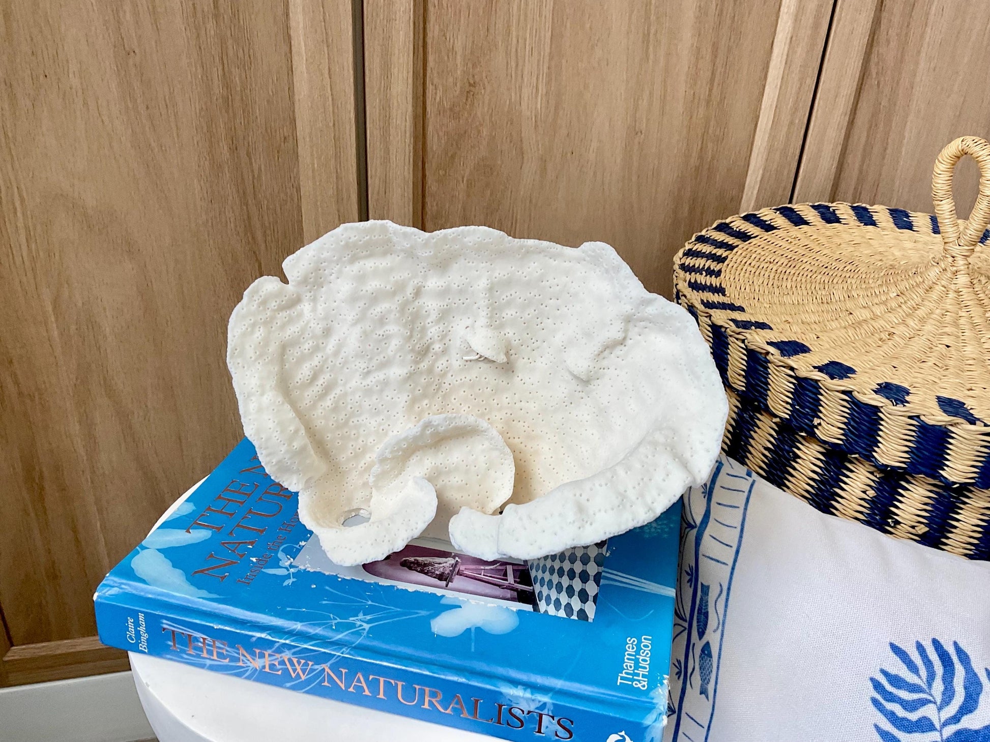Natural Cup Coral Fossil: 9.5" x 6" x 5" Coastal Beach House White Décor