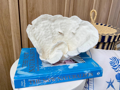 Natural Cup Coral Fossil: 9.5" x 6" x 5" Coastal Beach House White Décor