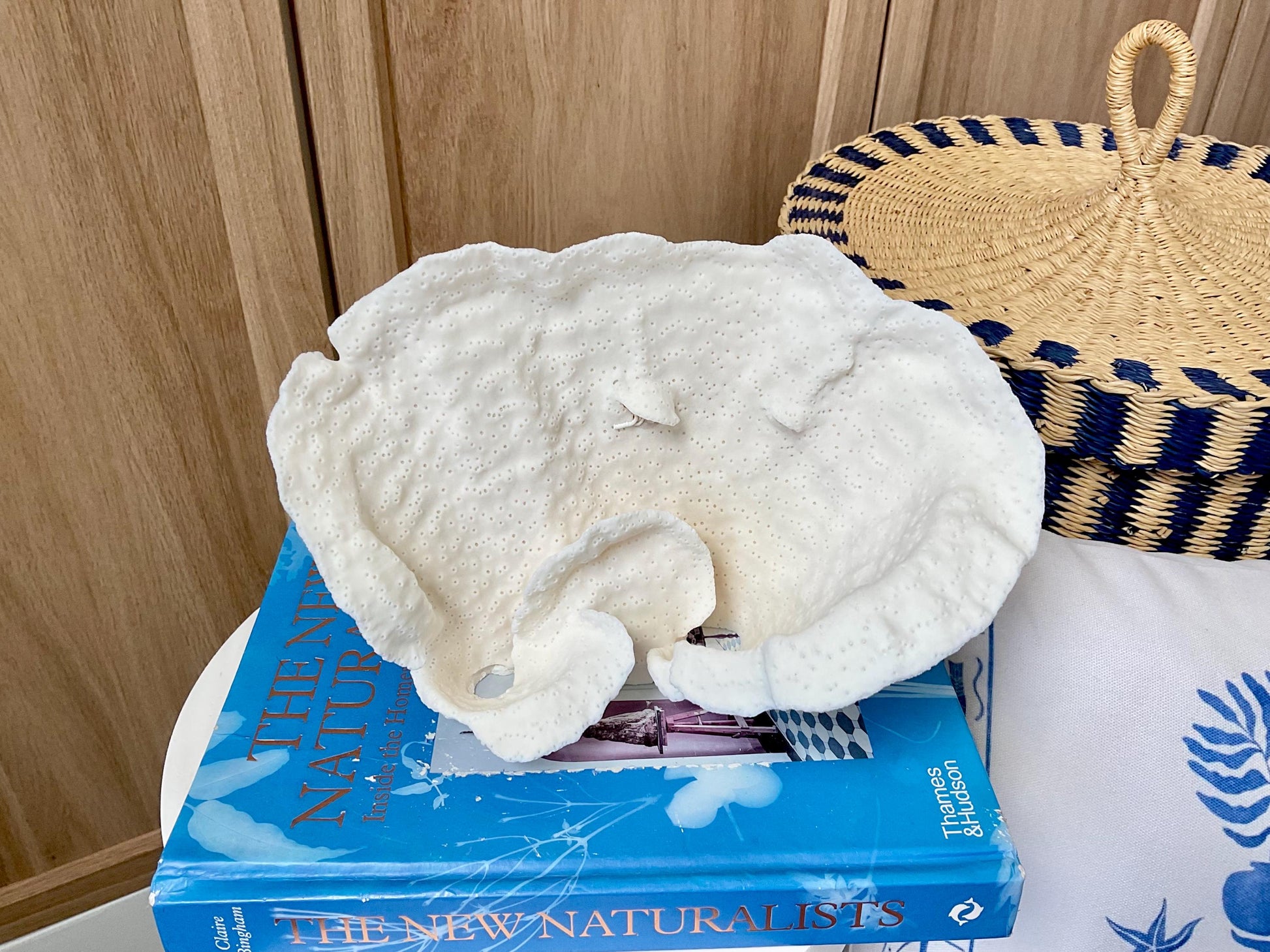Natural Cup Coral Fossil: 9.5" x 6" x 5" Coastal Beach House White Décor