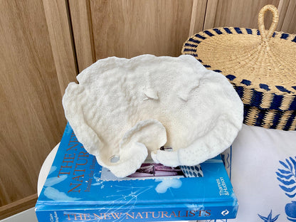 Natural Cup Coral Fossil: 9.5" x 6" x 5" Coastal Beach House White Décor