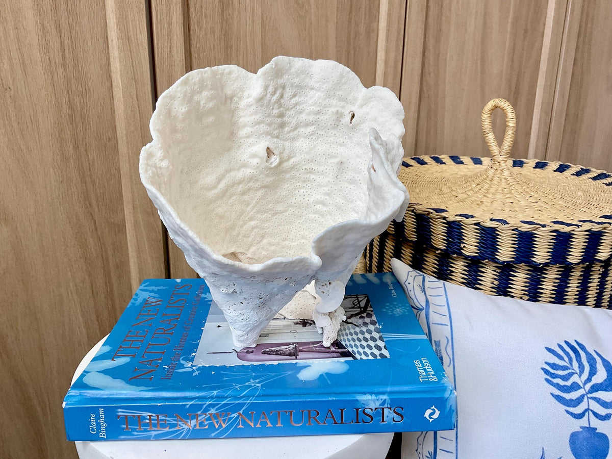 Natural Cup Coral Fossil: 8.5" x 6.5" x 9" Coastal Beach House White Décor