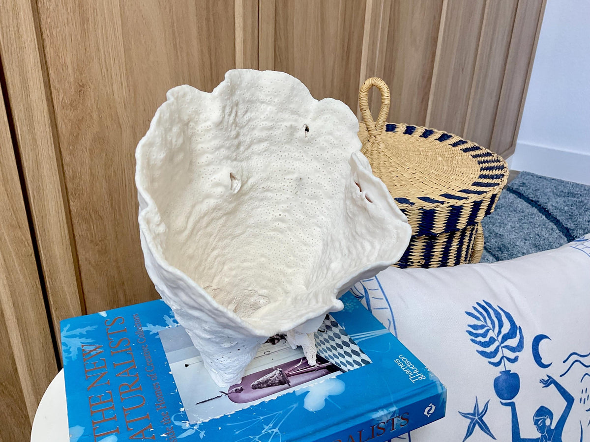 Natural Cup Coral Fossil: 8.5" x 6.5" x 9" Coastal Beach House White Décor