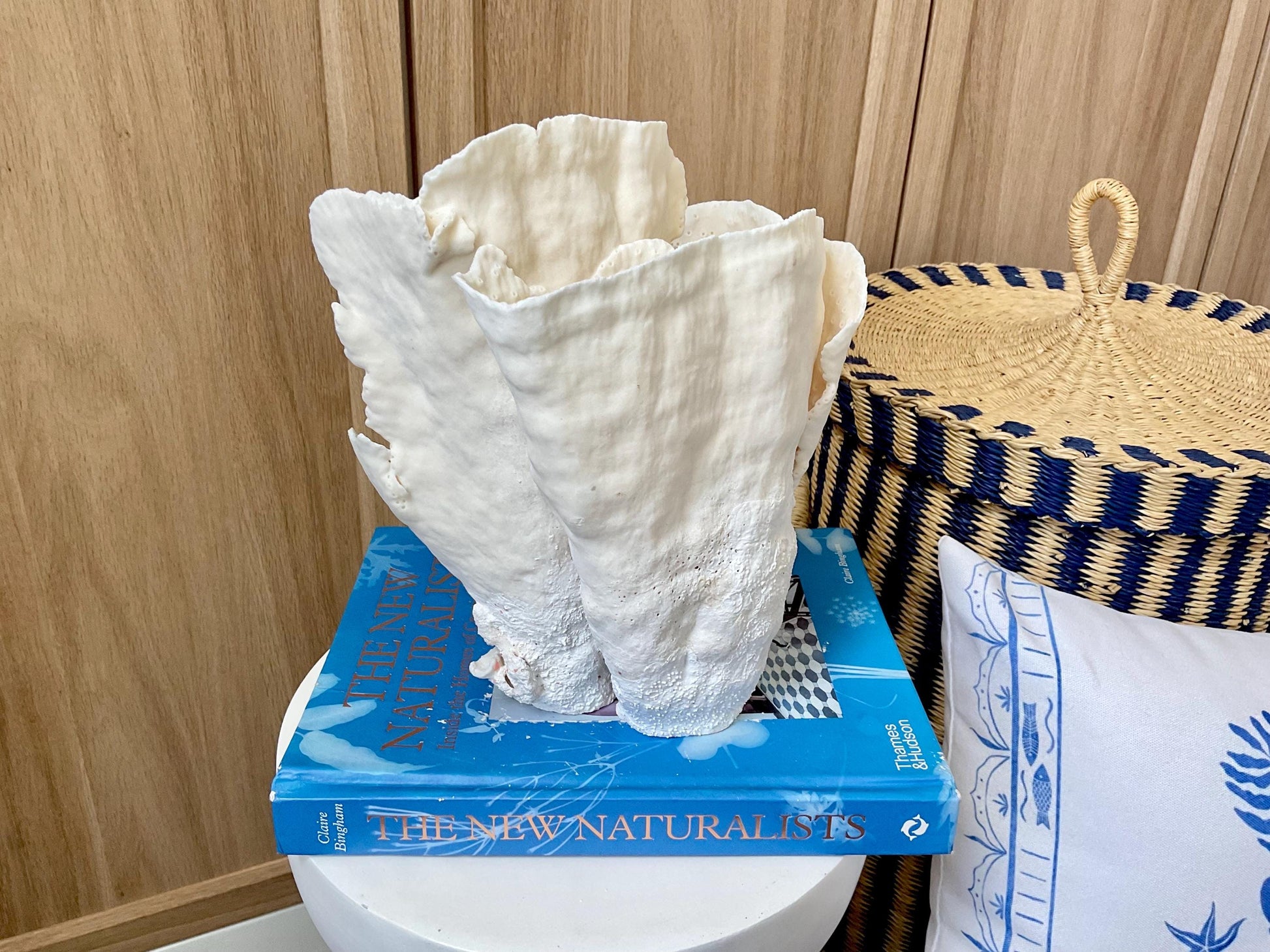 Natural Cup Coral Fossil: 8" x 5" x 10" Coastal Beach House White Décor