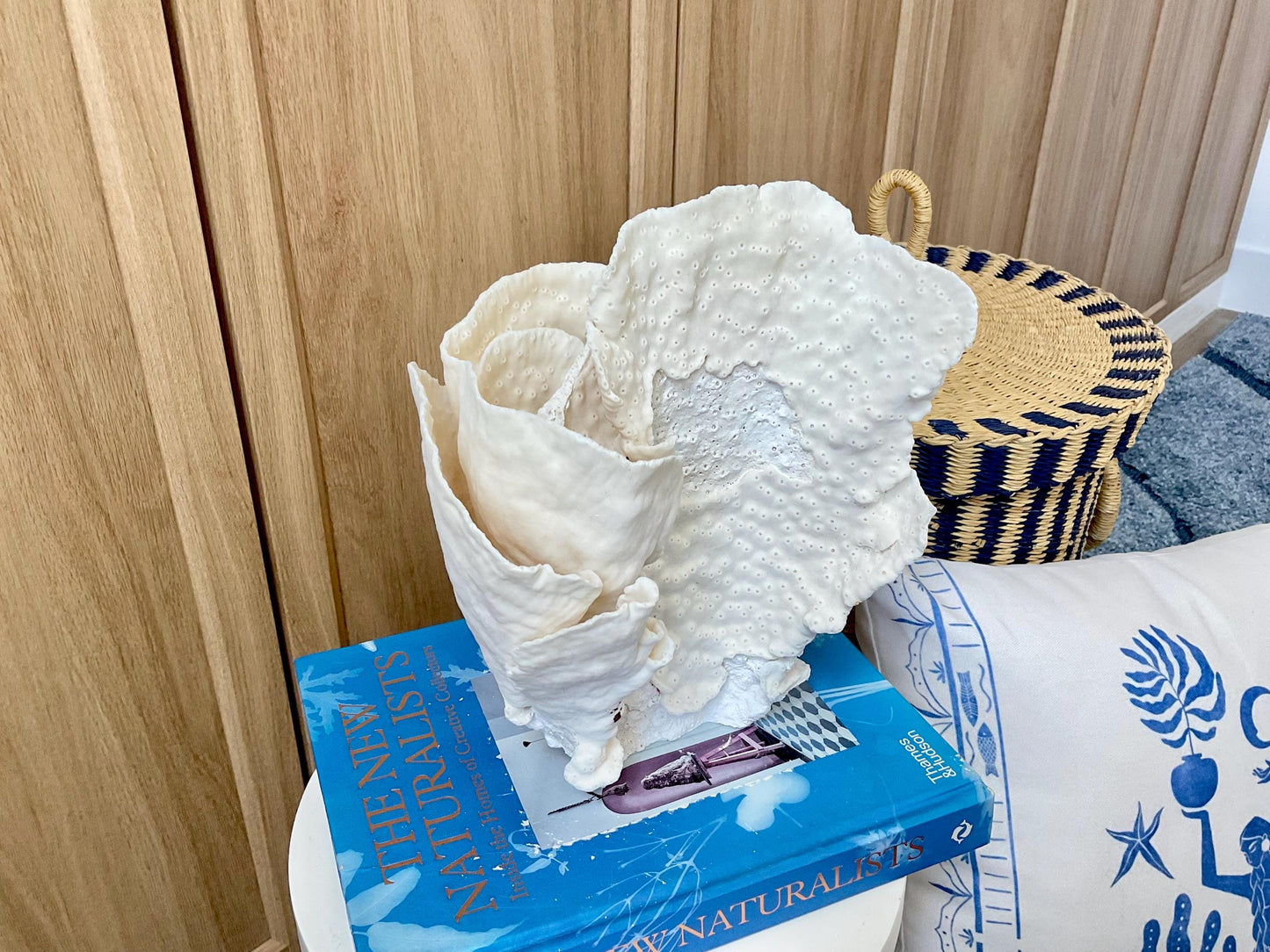 Natural Cup Coral Fossil: 8" x 5" x 10" Coastal Beach House White Décor