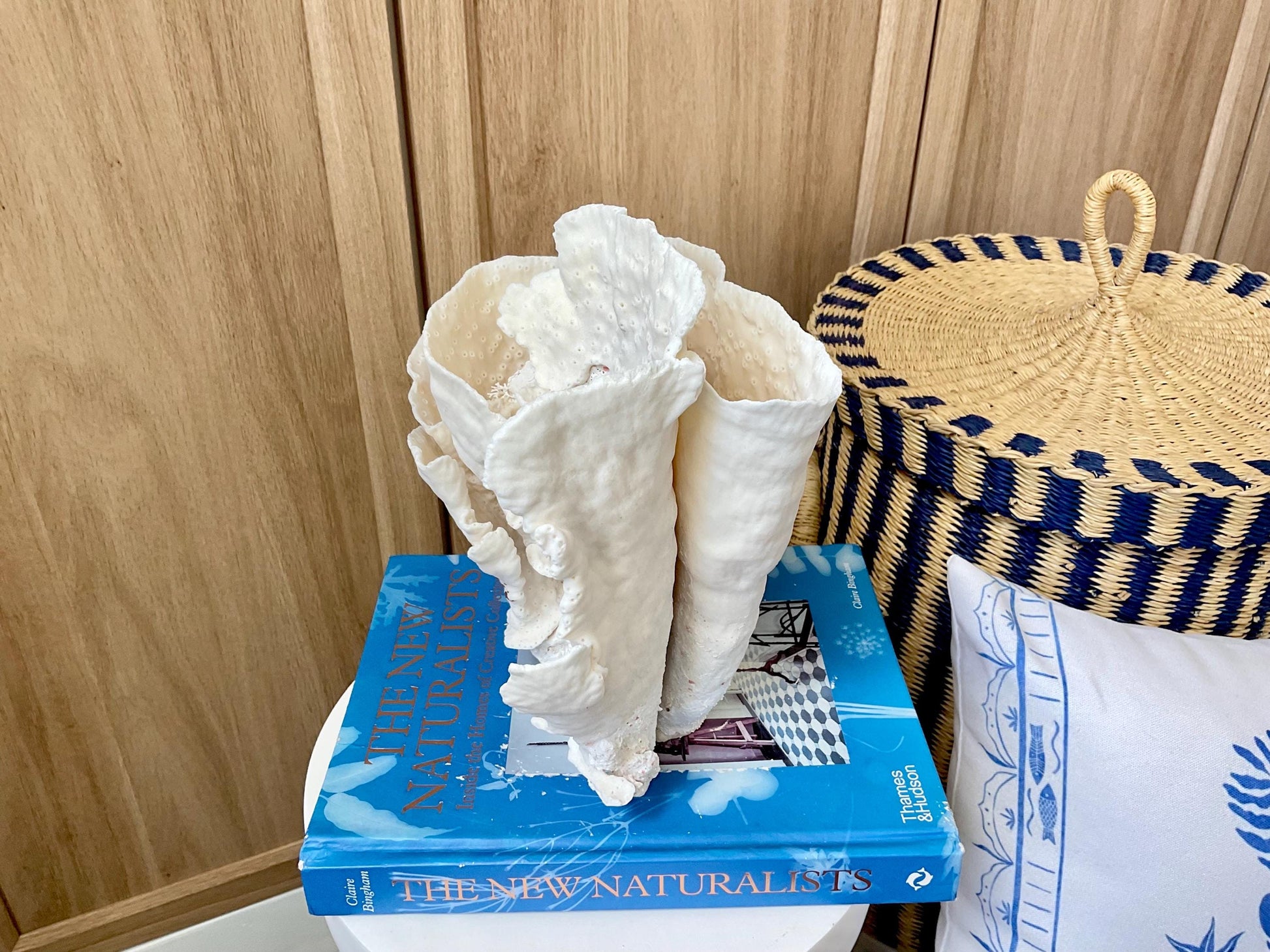 Natural Cup Coral Fossil: 8" x 5" x 10" Coastal Beach House White Décor