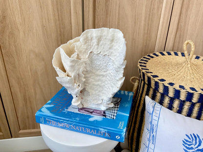 Natural Cup Coral Fossil: 8" x 5" x 10" Coastal Beach House White Décor