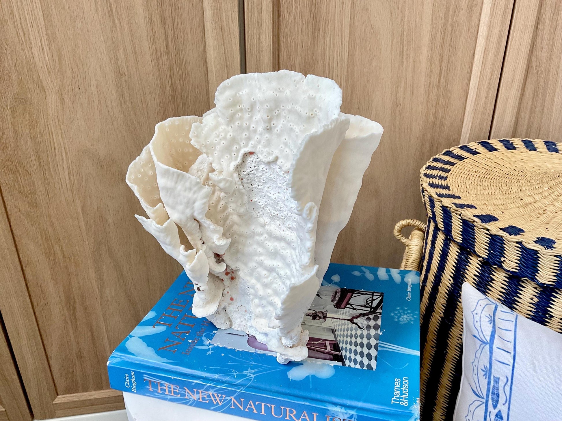 Natural Cup Coral Fossil: 8" x 5" x 10" Coastal Beach House White Décor