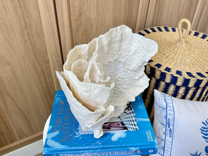 Natural Cup Coral Fossil: 8" x 5" x 10" Coastal Beach House White Décor