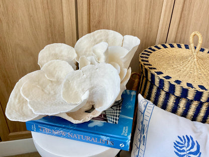Huge Natural Spiral Cup Coral Fossil: 15" x 10.5" x 7" Coastal Beach House White Décor