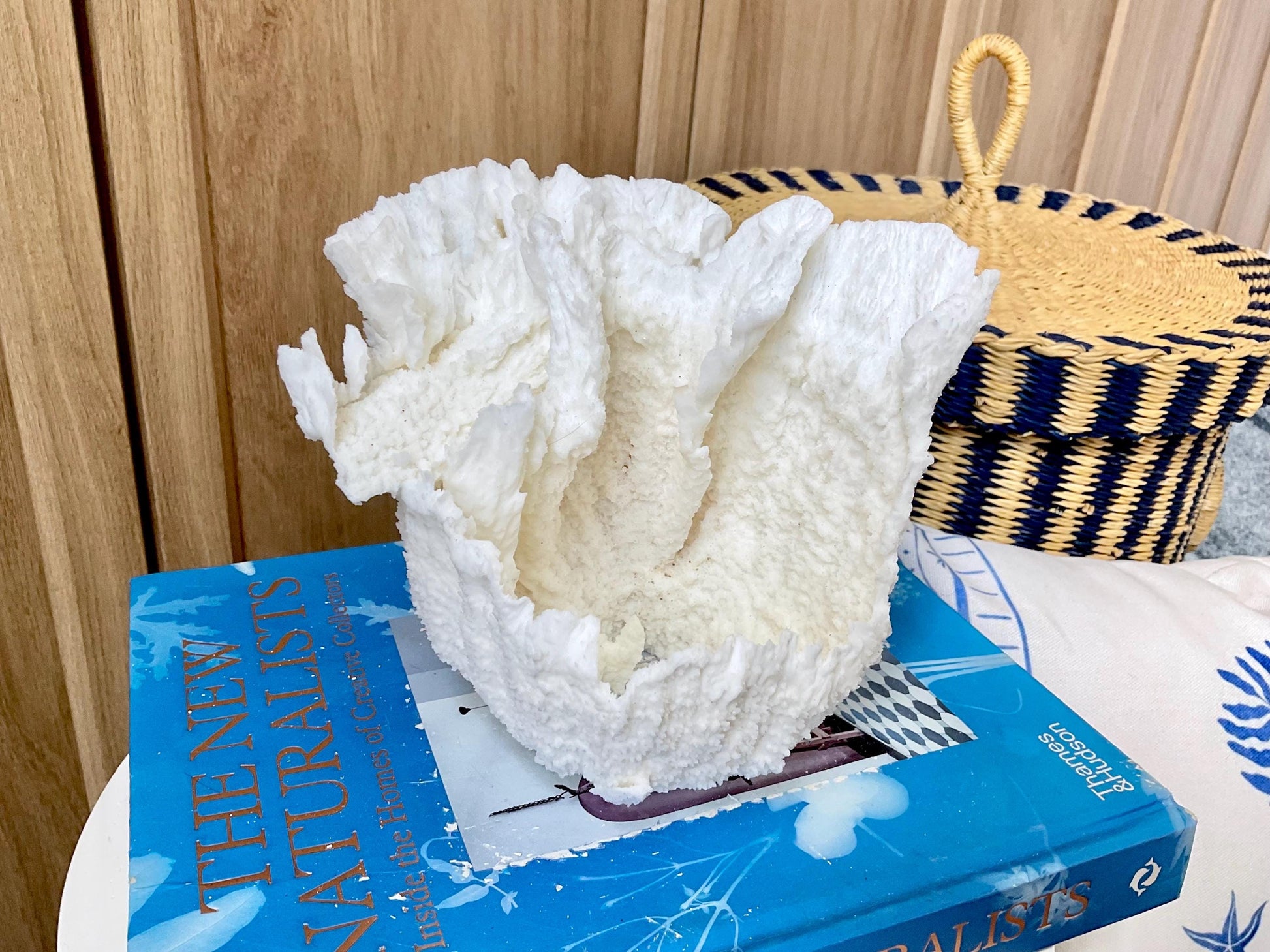 Natural Poca Coral Fossil: 6.5" x 6" x 6" Coastal Beach House White Décor