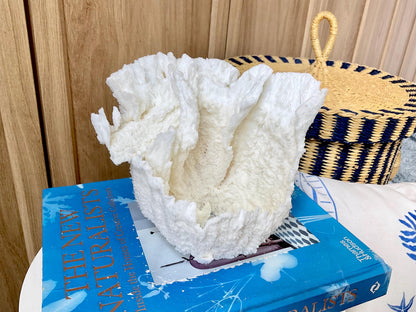 Natural Poca Coral Fossil: 6.5" x 6" x 6" Coastal Beach House White Décor