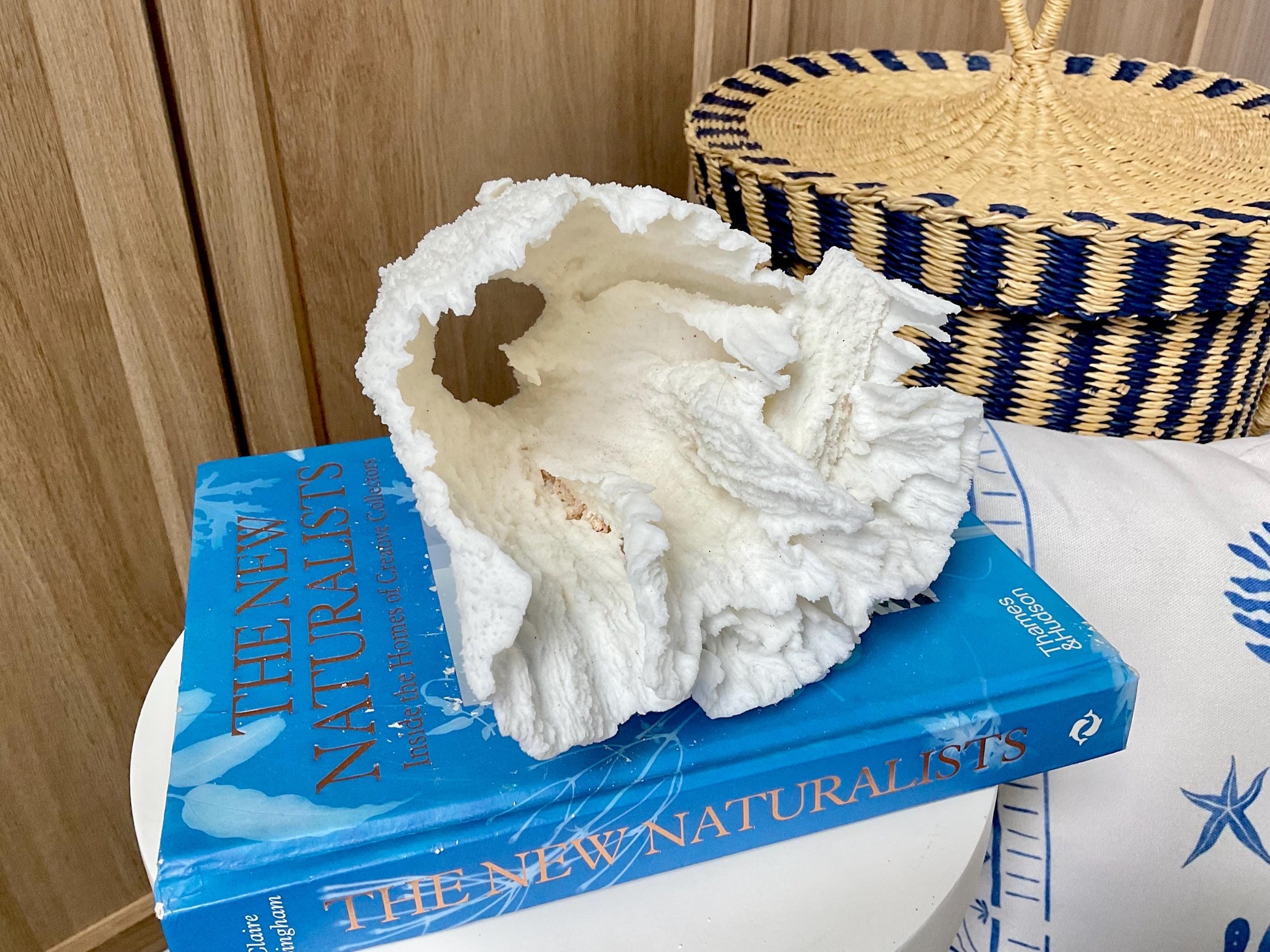 Natural Poca Coral Fossil: 6.5" x 6" x 6" Coastal Beach House White Décor
