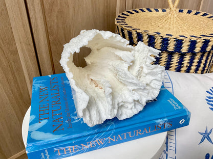 Natural Poca Coral Fossil: 6.5" x 6" x 6" Coastal Beach House White Décor