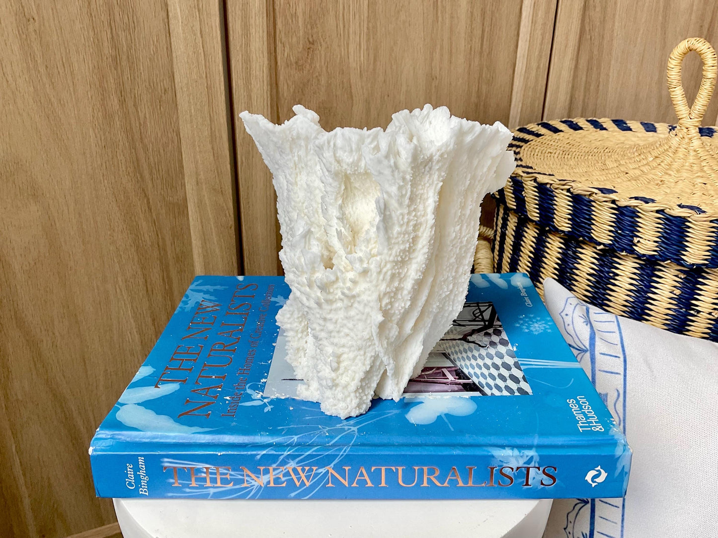 Natural Poca Coral Fossil: 6.5" x 6" x 6" Coastal Beach House White Décor