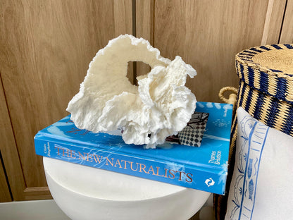Natural Poca Coral Fossil: 6.5" x 6" x 6" Coastal Beach House White Décor
