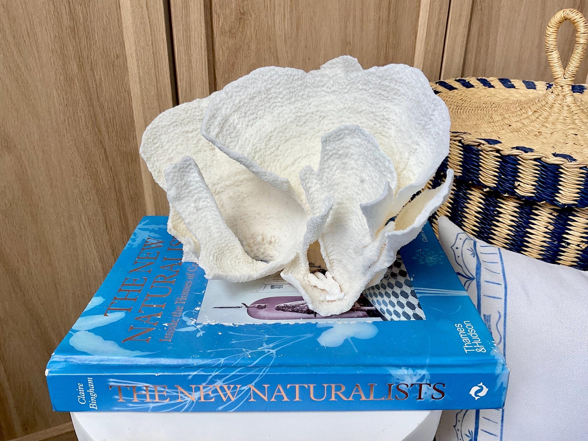 Natural Poca Coral Fossil: 9.5" x 5" x 6" Coastal Beach House White Décor
