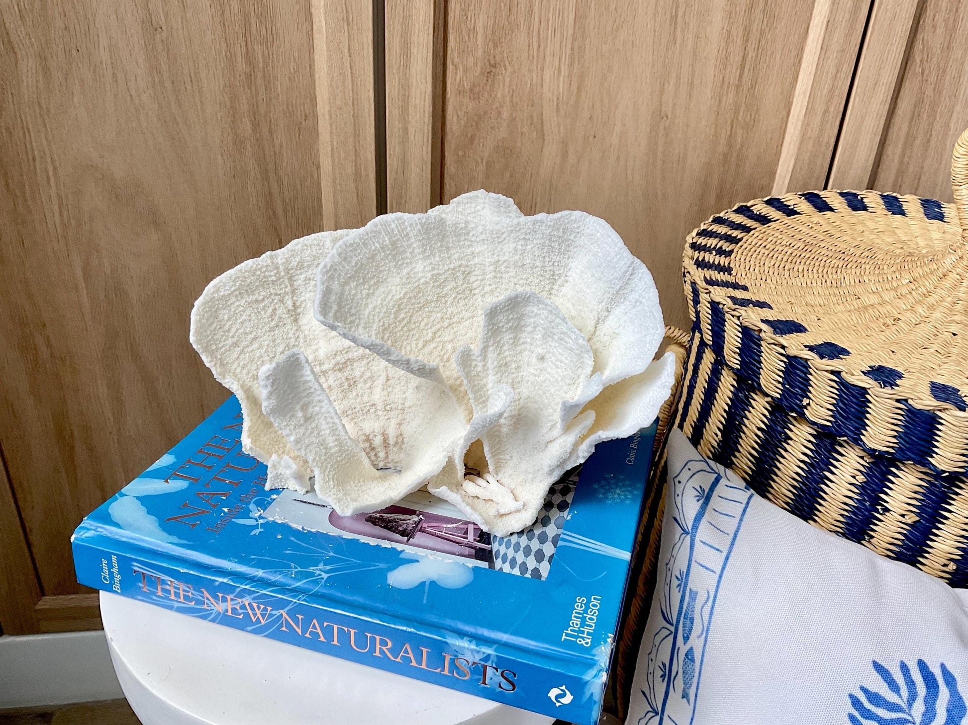 Natural Poca Coral Fossil: 9.5" x 5" x 6" Coastal Beach House White Décor