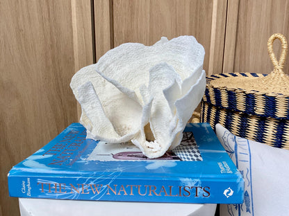 Natural Poca Coral Fossil: 9.5" x 5" x 6" Coastal Beach House White Décor