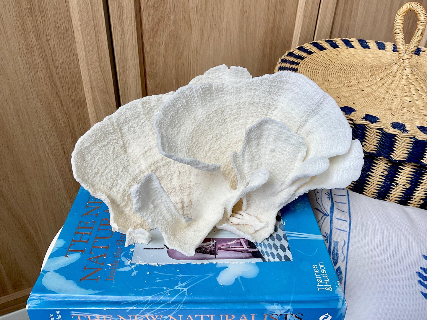 Natural Poca Coral Fossil: 9.5" x 5" x 6" Coastal Beach House White Décor
