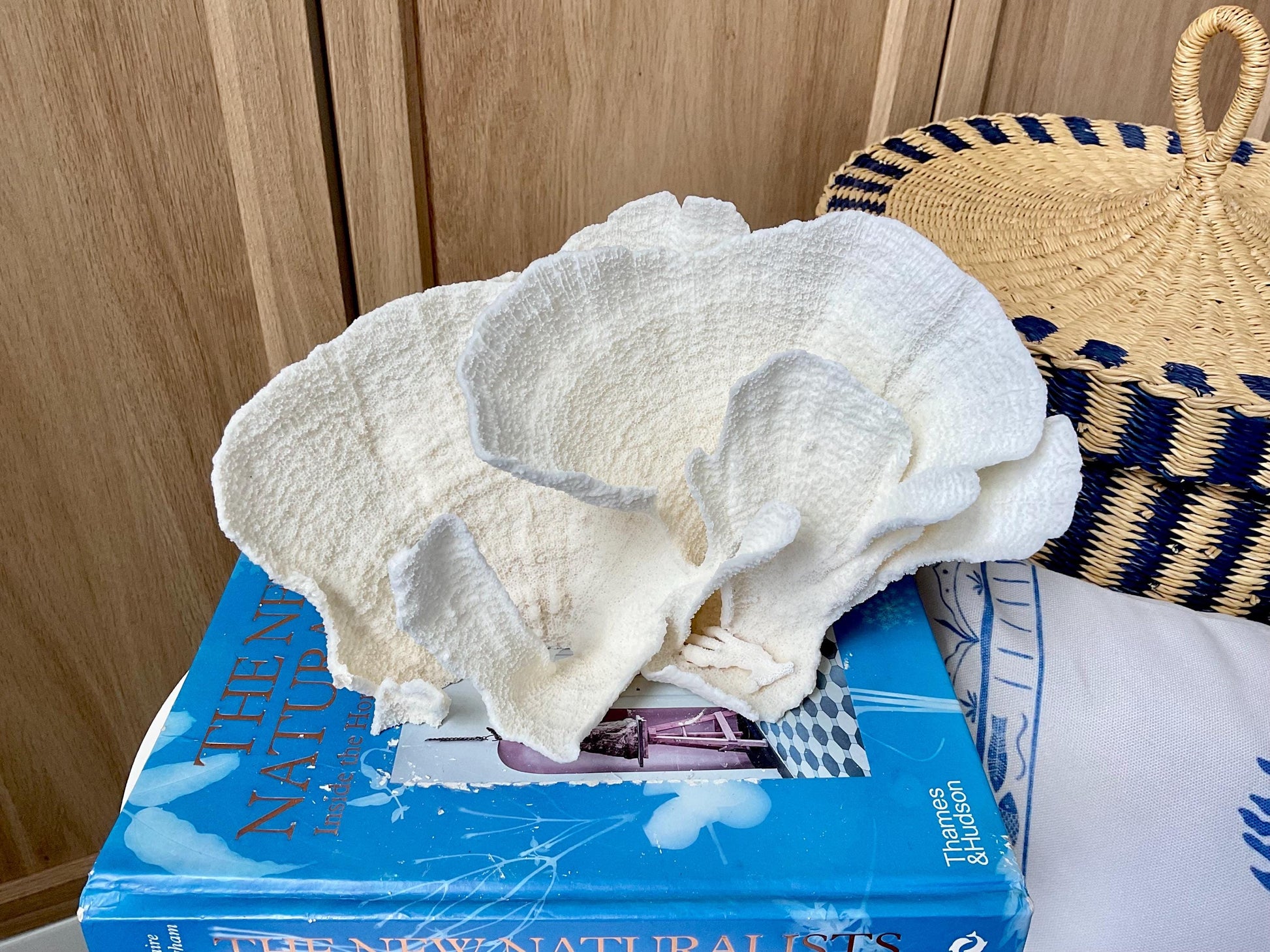 Natural Poca Coral Fossil: 9.5" x 5" x 6" Coastal Beach House White Décor