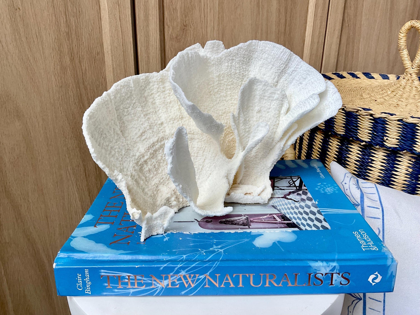 Natural Poca Coral Fossil: 9.5" x 5" x 6" Coastal Beach House White Décor