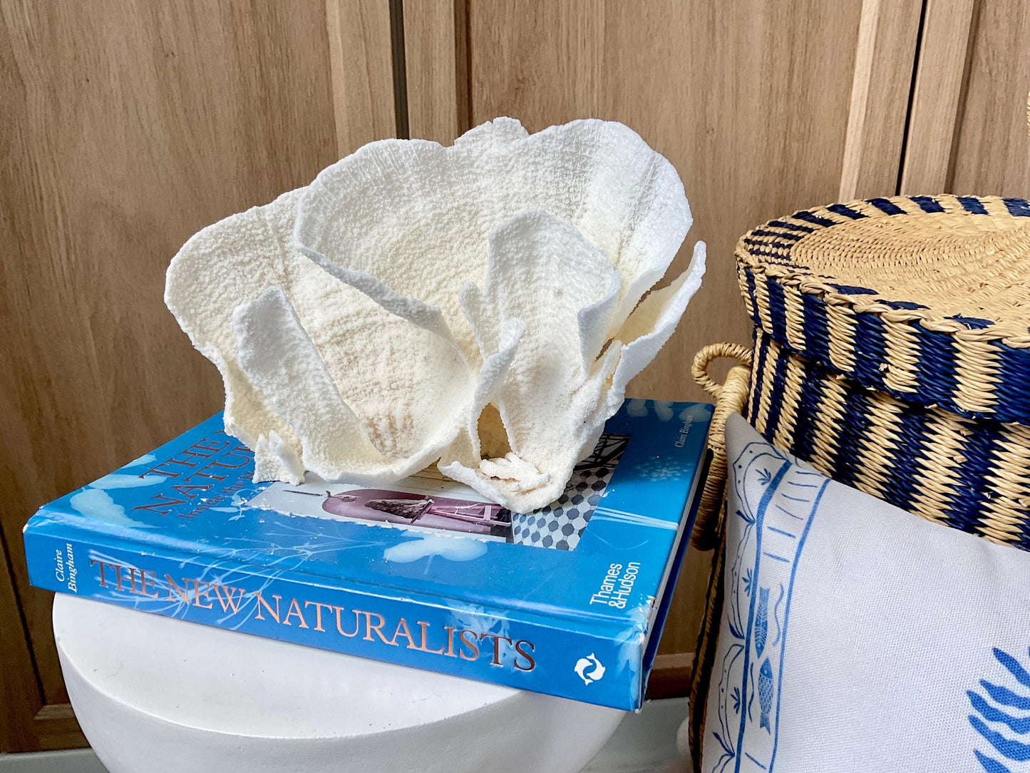 Natural Poca Coral Fossil: 9.5" x 5" x 6" Coastal Beach House White Décor