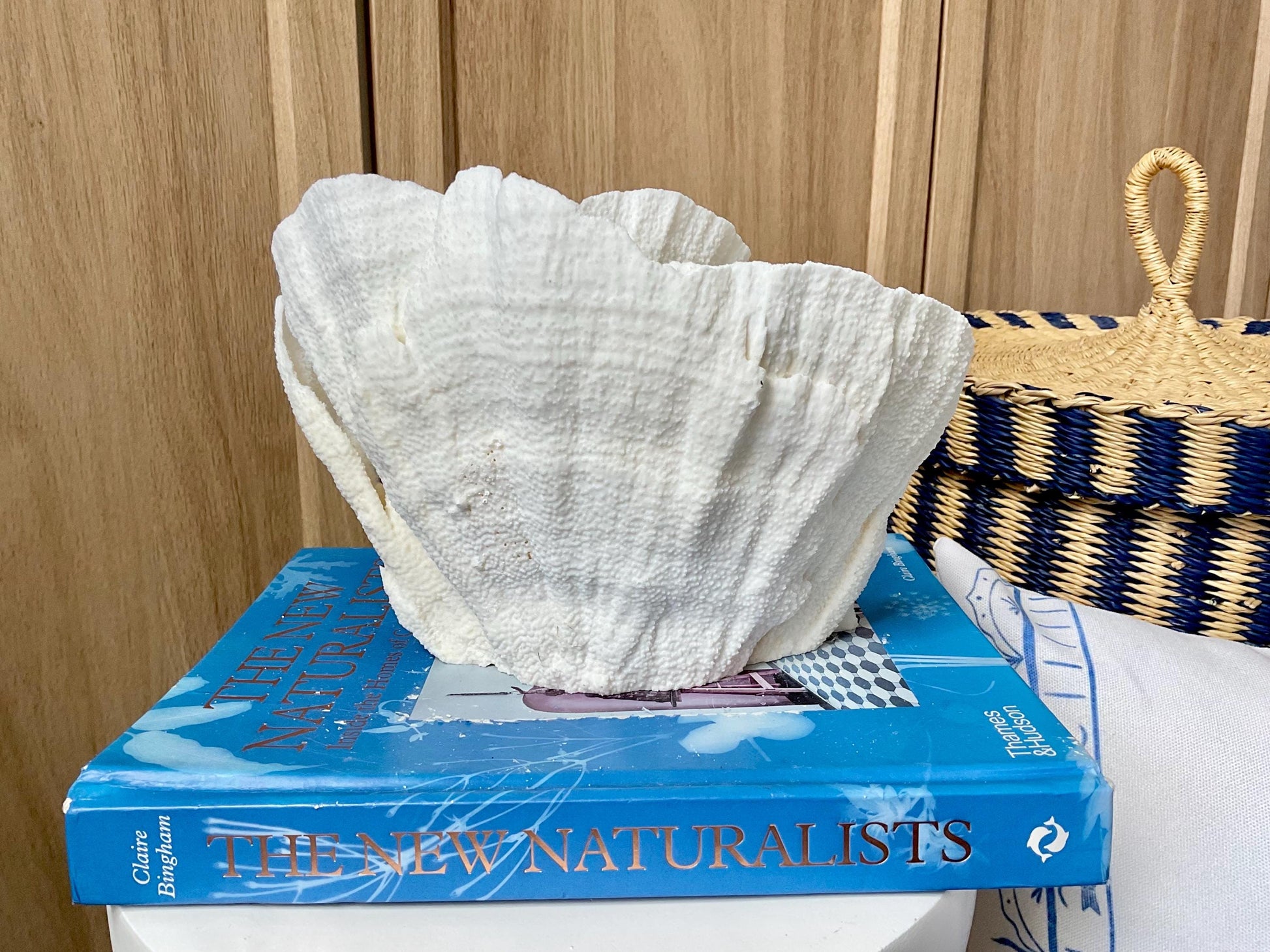 Natural Poca Coral Fossil: 9.5" x 5" x 6" Coastal Beach House White Décor
