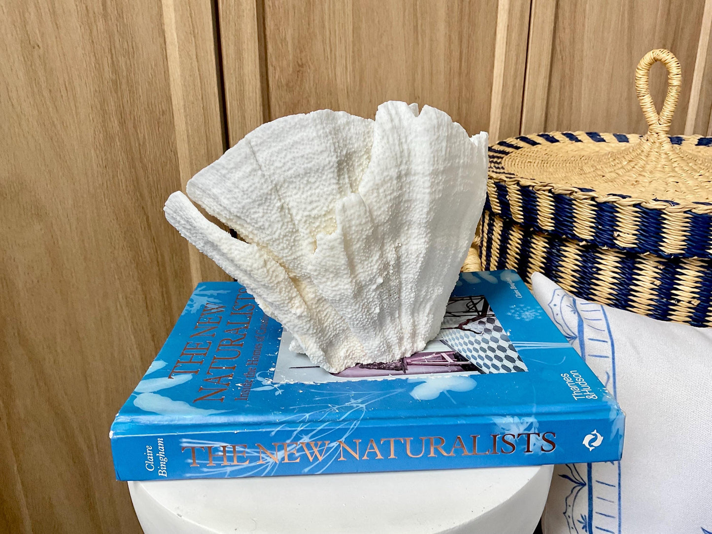 Natural Poca Coral Fossil: 9.5" x 5" x 6" Coastal Beach House White Décor