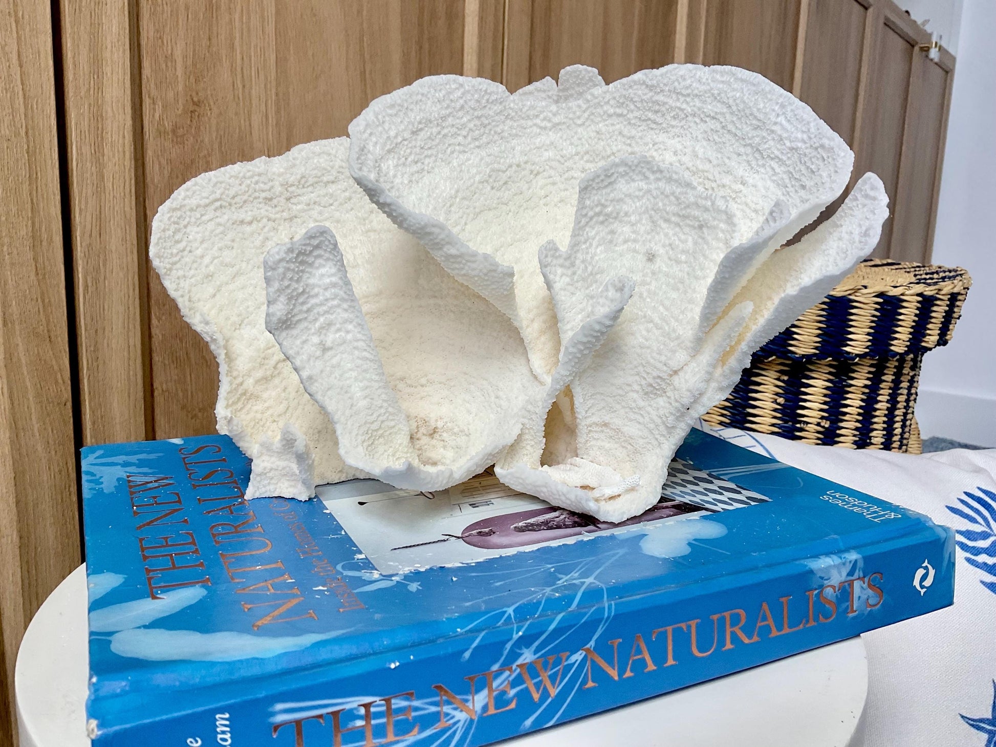 Natural Poca Coral Fossil: 9.5" x 5" x 6" Coastal Beach House White Décor