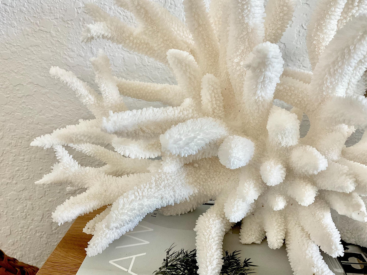 Extra LARGE 100% Natural Oversized BRANCH Coral Fossil 17" x 9" x 8" XL Specimen Coastal Display Beach House Décor Centerpiece White