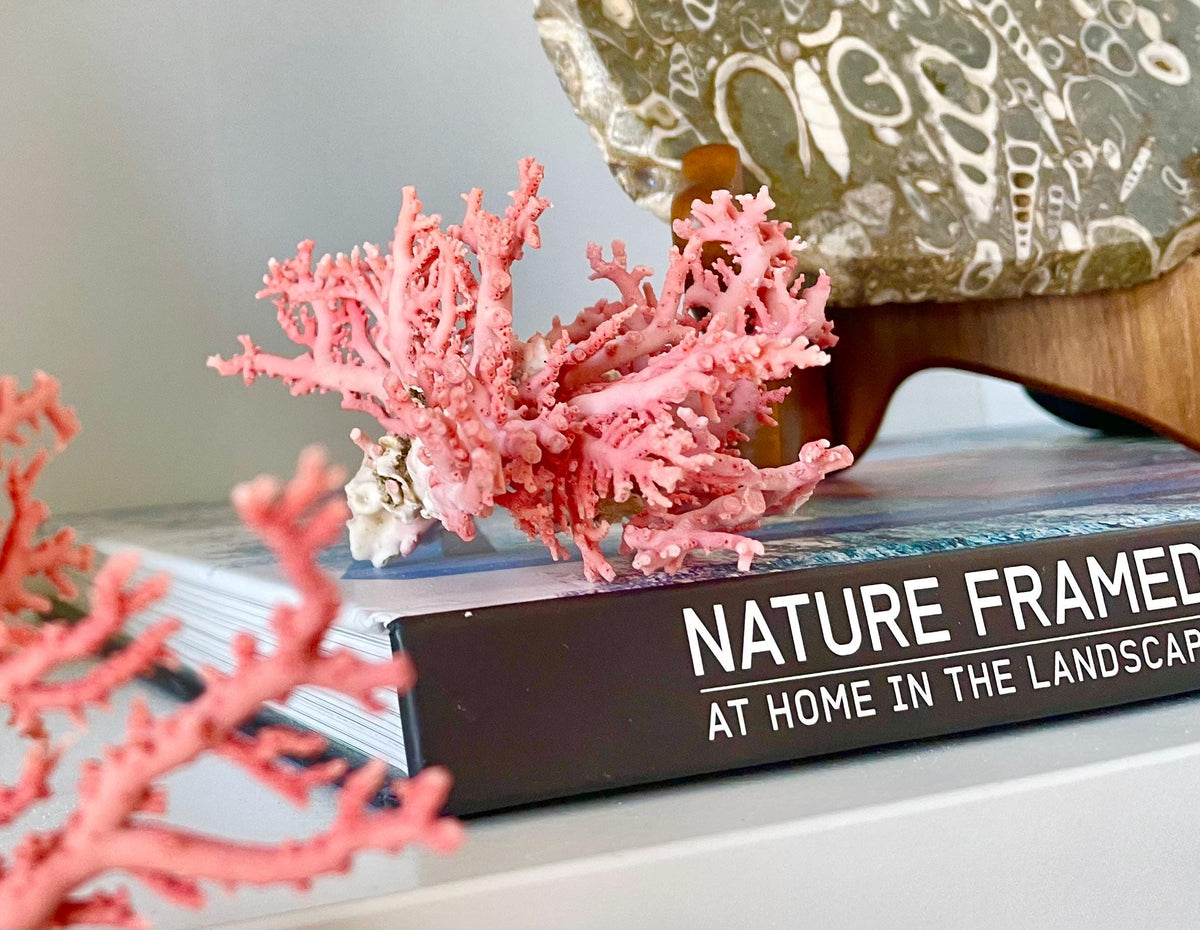 Pink Stylaster Coral Branches 1.5"-3.5" Pieces, You Choose Piece, Coastal Craft & Décor