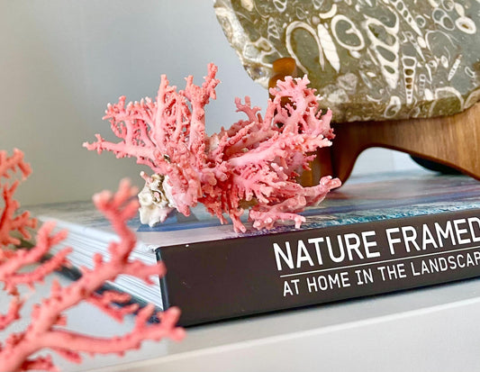 Pink Stylaster Coral Branches 1.5"-3.5" Pieces, You Choose Piece, Coastal Craft & Décor