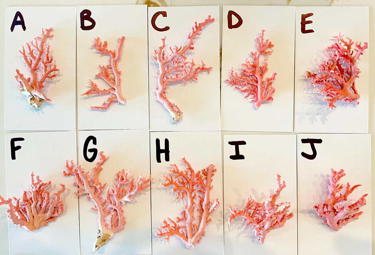 Pink Stylaster Coral Branches 1.5"-3.5" Pieces, You Choose Piece, Coastal Craft & Décor