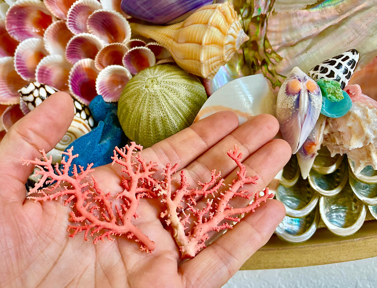 Pink Stylaster Coral Branches 1.5"-3.5" Pieces, You Choose Piece, Coastal Craft & Décor